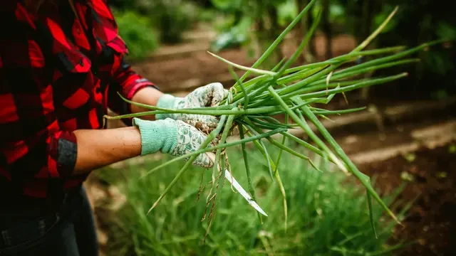 7 Tanaman Bumbu Dapur Praktis yang Bisa Kamu Tanam Sendiri di Halaman