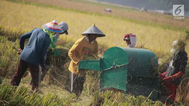 Panen Raya Bikin Harga Gabah Anjlok, Bulog Turun Tangan