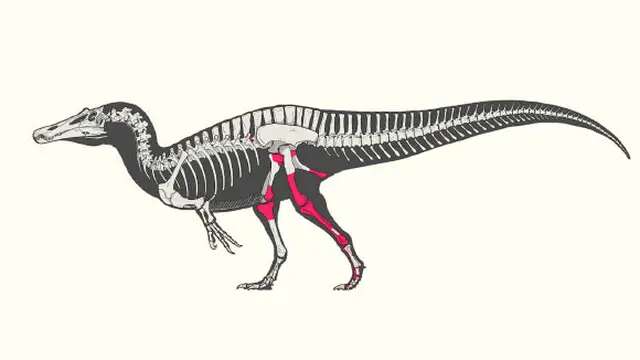 Fakta Spinosaurus, Dinosaurus Raksasa yang Baru Ditemukan di Spanyol