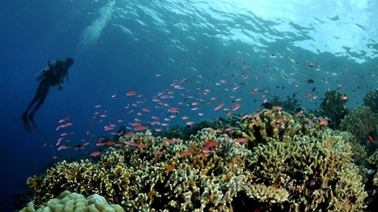 Pulau Morotai: Surga Bawah Laut Tersembunyi dengan Keindahan dan Keajaibannya