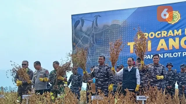 Kedelai Baru Hasil Pengembangan TNI AL, Bisa Panen Tiga Kali Setahun