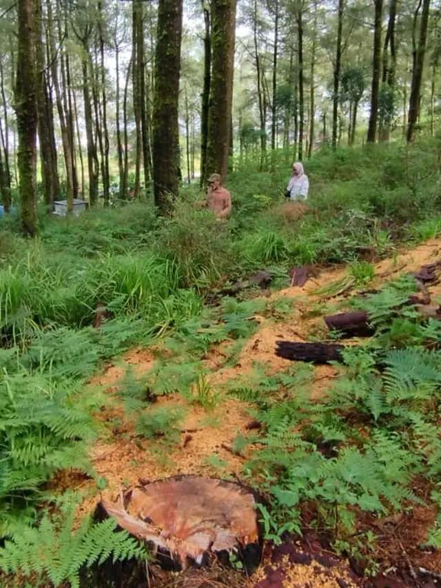 Dugaan Pembalakan Liar di Taman Wisata Alam Hutan Pinus Lembanna