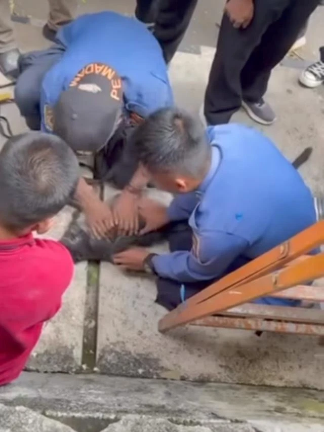 Viral Lutung Betina Berkeliaran di Area Hotel Sukabumi, Tersengat Listrik hingga Mati
