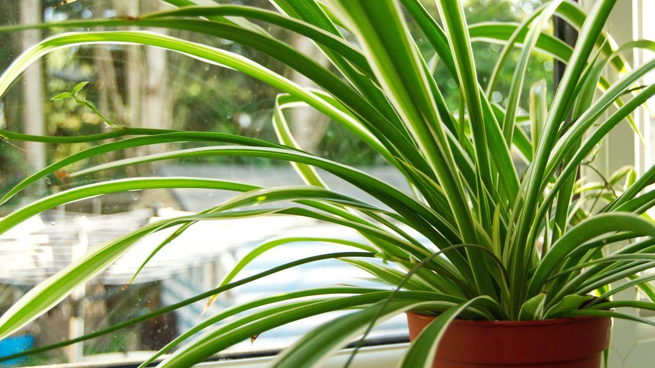 Cara Merawat Spider Plant Si Tanaman Hias, dari Penyiraman hingga Cahaya yang Tepat