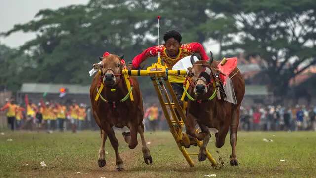 Fakta Unik Karapan Sapi, Tradisi Turun Temurun dari Madura