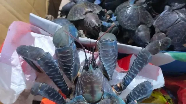 Karantina Sulut Gagalkan Upaya Penyelundupan Puluhan Ketam Kenari dari Talaud ke Manado