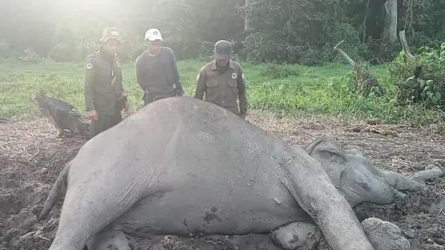 Taman Nasional Way Kambas Catat 3 Kasus Kematian Gajah, Apa Penyebabnya?