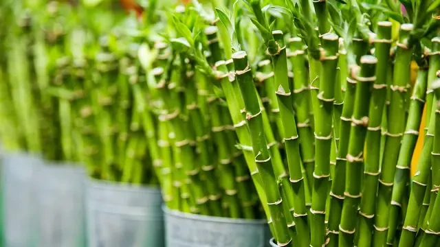 3 Bahan Makanan Aneh yang Hanya Ada di Indonesia