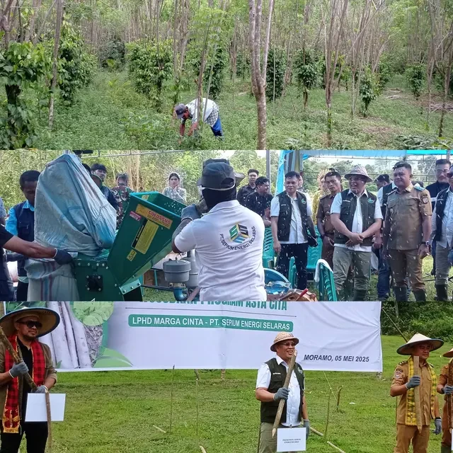 Konawe Selatan Target Produksi 150 Ribu Ton Kayu Gamal untuk Jadi Pengganti Batu Bara