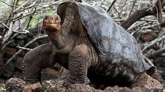 Mengenal 15 Spesies Langka di Kepulauan Galapagos, Tak Bisa Ditemui di Tempat Lain