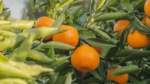 Cara Menyimpan Jeruk Mandarin yang Kaya Nutrisi dan Melimpah Jelang Imlek