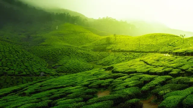 Kebun Teh Medini, Destinasi Wisata Alam di Kendal