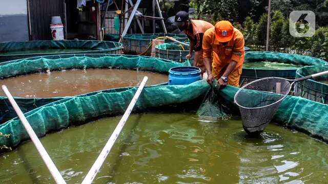 Program Budidaya Nila KKP Tak Terdampak Kasus eFishery