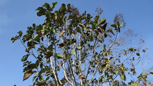 Asal-usul Desa Jaten di Klaten, Nama yang Diambil dari Pohon Jati Besar