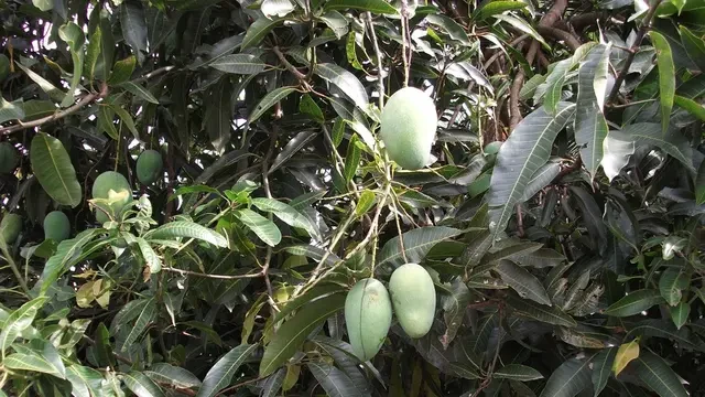 Segudang Manfaat Pohon Mangga, Dari Kesehatan hingga Lingkungan