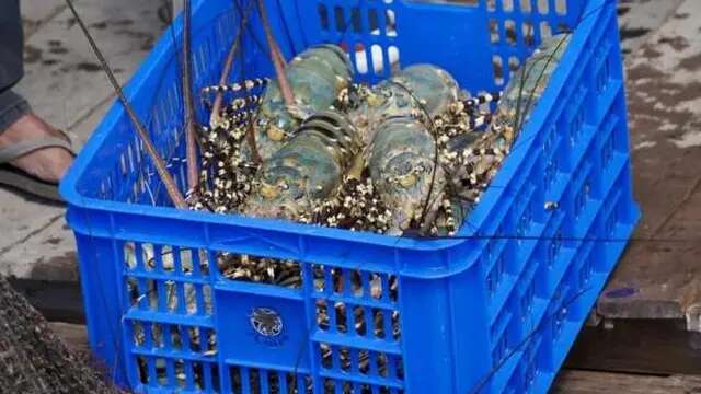 Penyelundupan Benih Lobster Rugikan Negara Rp 260 Miliar, Apa Solusinya?