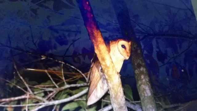 Burung Hantu Jenis Tyto Alba, Predator Alami Pengendali Hama Tikus di Lahan Pertanian