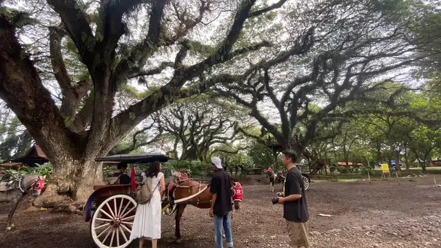 Kunjungi Banyuwangi, De Djawatan Jadi Destinasi Wisata Primadona