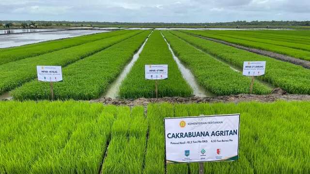 Hasil Survei Tunjukkan Lahan Cetak Sawah di Kabupaten Merauke Layak Tanam