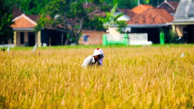 Cerita Petani Banyuasin Ubah Rawa jadi Lahan Pangan