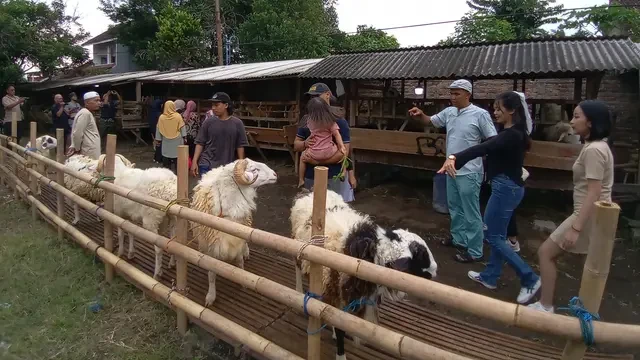 Saat Mahasiswi Cantik Jadi Marketing di Kandang Kambing