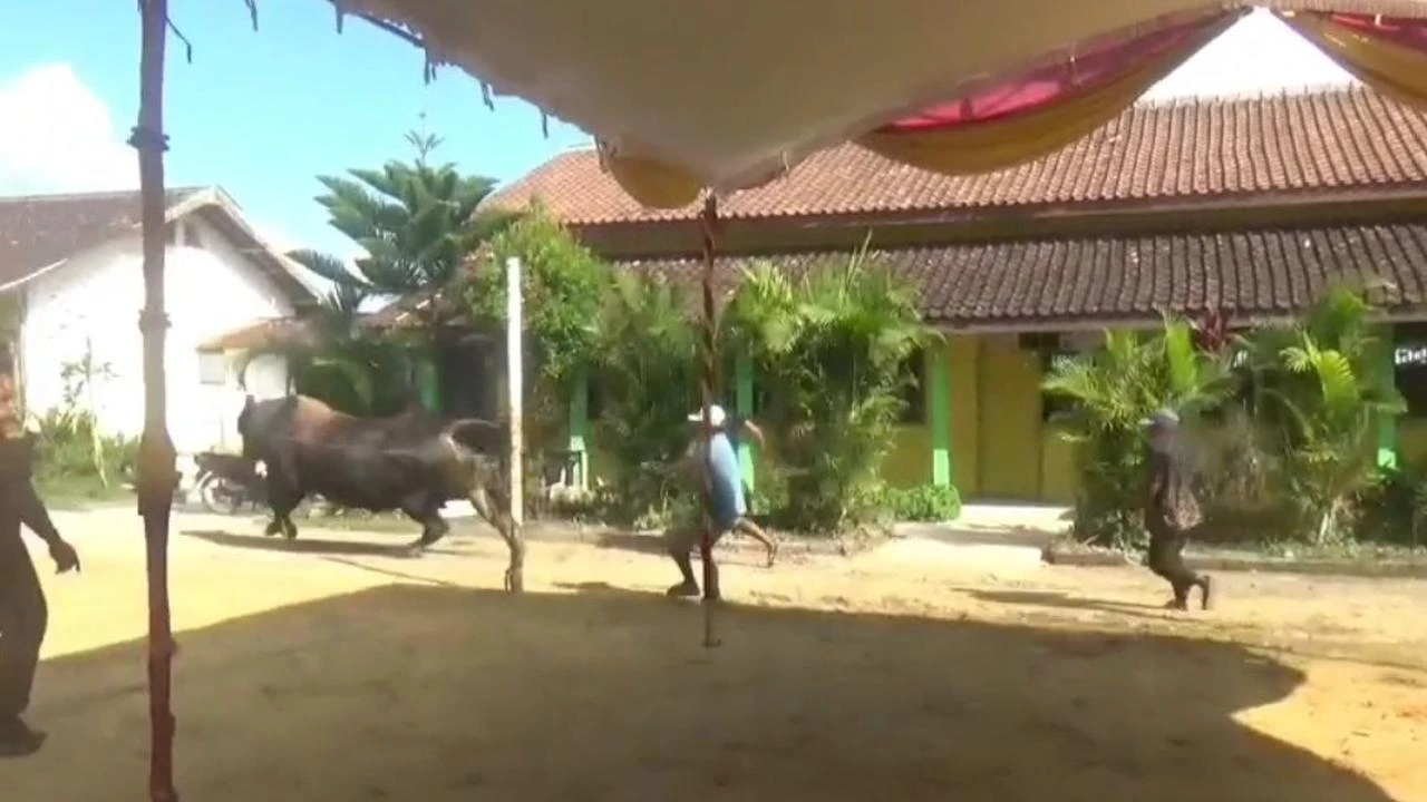 Sapi Kurban Jumbo dari Prabowo Lepas, Bikin Panik Warga Blora