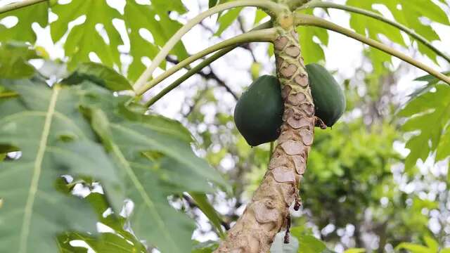 Trik Rebus Daun Pepaya dengan Daun Senggani agar Tidak Pahit, Dijamin Lebih Nikmat