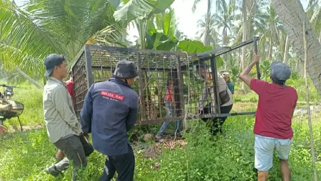 Terkam Ternak Warga, BBKSDA Riau: Lokasi Desa Berada di Habitat Harimau