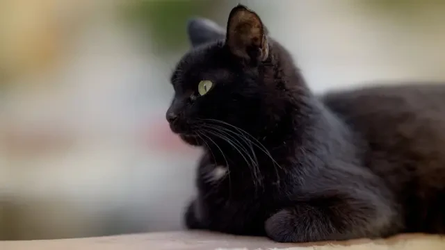 Ini Kucing Hitam yang Bantu Ilmuwan Temukan Virus Baru