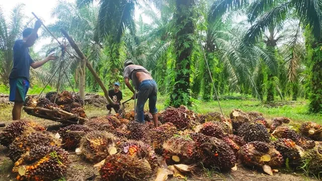 Petani Sawit se-Indonesia Diboyong ke Jakarta pada Momen Kemerdekaan, untuk Apa?