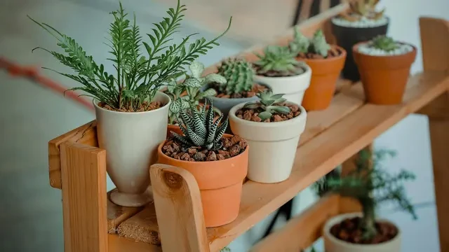 10 Jenis Tanaman Pot yang Tetap Terlihat Segar Meski Kena Panas Terik
