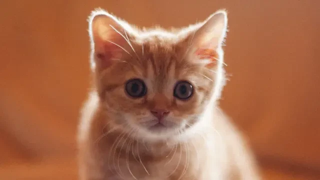 Mengenal Bahasa Tubuh Kucing yang Tunjukkan Anabul Bahagia, Marah atau Cemas