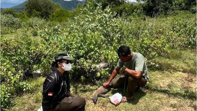 Viral Seekor Komodo Ditemukan Mati, Diduga Ditabrak Kendaraan di Golo Mori Labuan Bajo