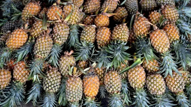 Kalamanthana, Minuman Khas Samarinda yang Terinspirasi Tepache Meksiko