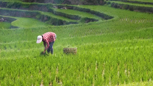 Mantap, Perusahaan Indonesia Dipercaya Ikut dalam Transformasi Pertanian Malaysia