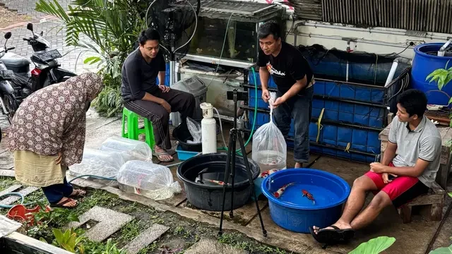 Bermula dari Hobi, Kisah Jurnalis yang Sukses Tekuni Bisnis Budidaya Ikan Koi