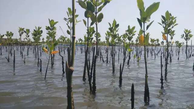 Mitigasi Perubahan Iklim, 7 Kawasan Pesisir Riau Bakal Punya Hutan Mangrove 