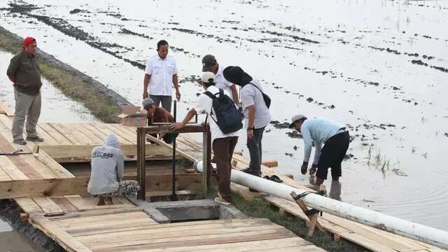 Ada Anomali Harga Gabah di Musim Kemarau, BPS Sebut Harga di Tingkat Petani dan Penggiling...