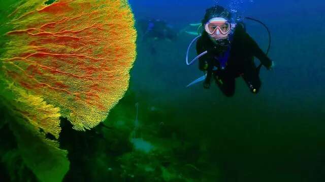 7 Potret Prilly Latuconsina Free Diving, Keseruan Nikmati Sensasi Petualangan di Bawah Lau...