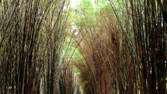 Wisata Hutan Bambu Keputih, Destinasi Menarik untuk Libutan di Surabaya