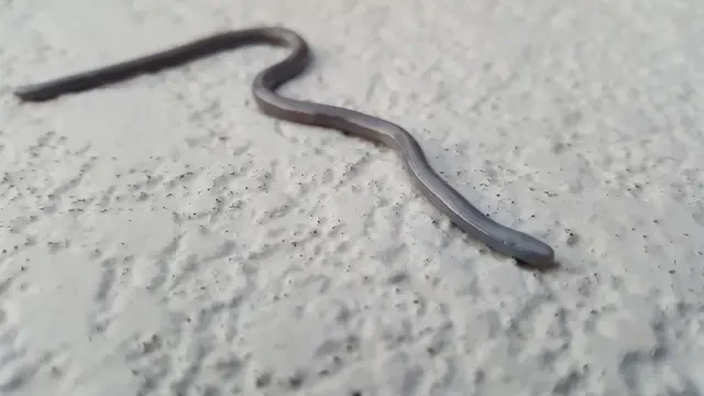 Mirip Cacing Tanah, Ini Cara Efektif Mengusir Ular Buta dari Rumah
