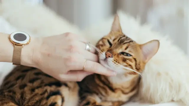 6 Ras Kucing Termahal di Dunia, Puluhan Juta hingga Miliaran