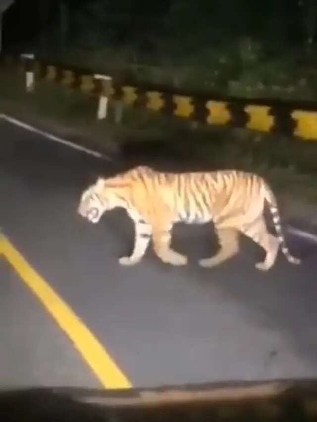 Viral Video Harimau Sumatra Mondar-Mandir di Jalan Raya, Warga Pesisir Barat Ketar-Ketir