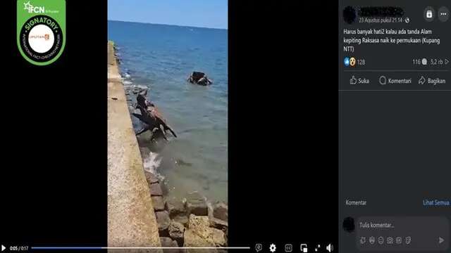 Video Hoaks Sepekan: Kepiting Raksasa di Kupang hingga Ridwan Kamil Beri Bantuan Uang Tuna...