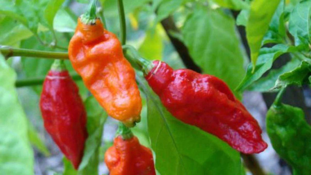 Cara Menanam Cabai Setan dari Biji di Pot Kebun Rumah, Mudah Dilakukan