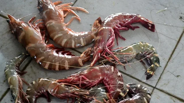 Ekspor Udang Tersandung Radioaktif: Harga Bisa Anjlok, Pasar Amerika Menutup Pintu
