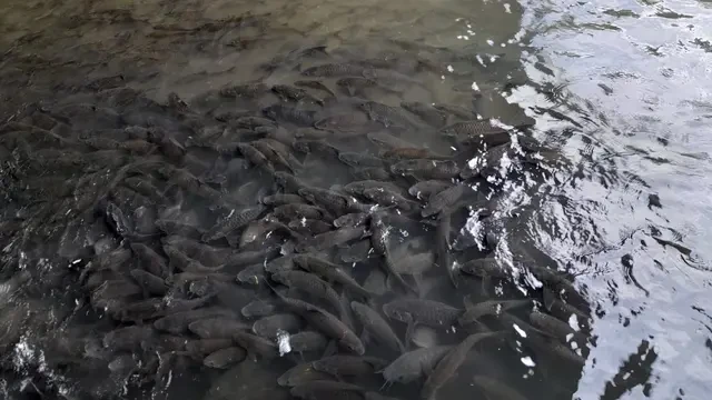 Ikan Banyak, Destinasi Wisata Keluarga di Limapuluh Kota Sumbar