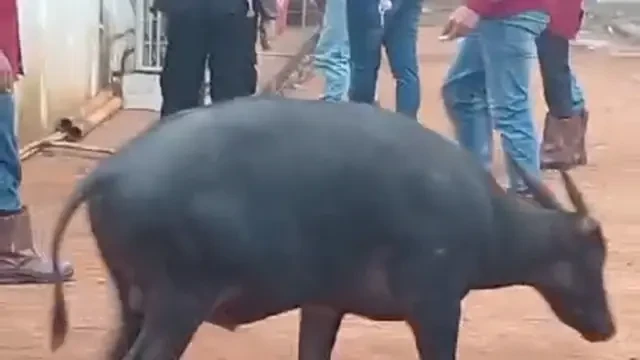 Tambang Nikel Bikin Anoa Tak Ganas Lagi di Konawe