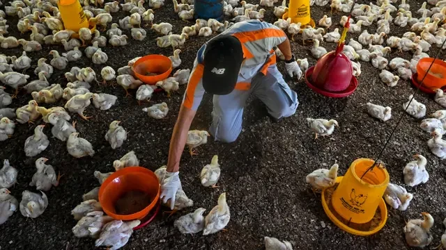 Unggas Terkena Flu, Manusia yang Terdampak! Mengenal Penyakit Flu Burung yang Kini Marak K...
