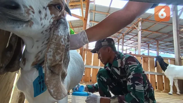 Peternakan Kambing Kolaborasi Warga dengan TNI di Kota Palu Bantu Penurunan Stunting